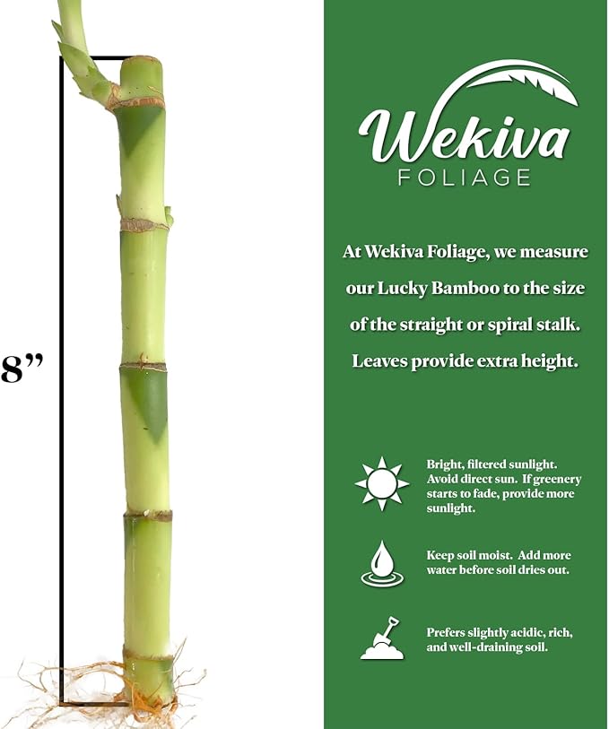 Lucky Indoor Bamboo - Live Plants - Ships Bare Root - 5-Pack of 8 Inch Straight Stalks - Air Purifying Feng-Shui Zen Garden Houseplants