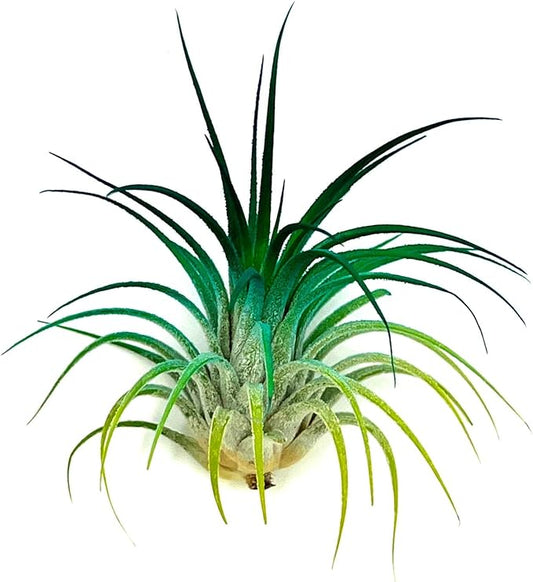 ragnaroc Air Plants - Tillandsia Ionantha, Regular 2-3" - 1ct - Organically Enhanced Color - Live Arrival Guaranteed - House Plants for Home Decor & Gift, Peacock