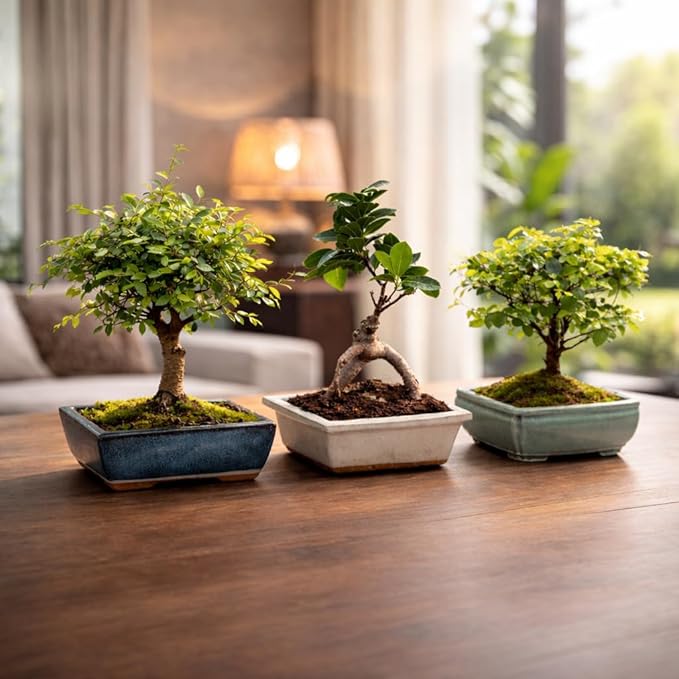 Bonsai Starter Kit – Growing Jacaranda Bonzai Tree | Complete Indoor Tree Kit for Growing Plants with Tools & Planter – Gardening Gifts for Mother, Women & Men