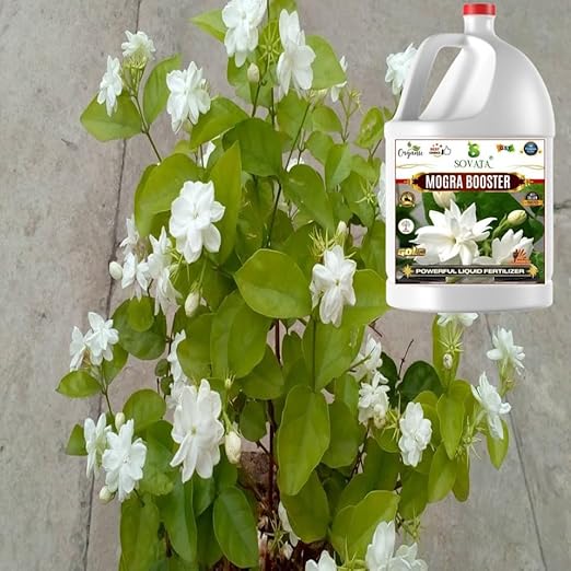 Sovata® Mogra Booster, Essential Organic Powerful Liquid Fertilizer for heavy flowering and fast growth of Mogra Plants. (500 ml)