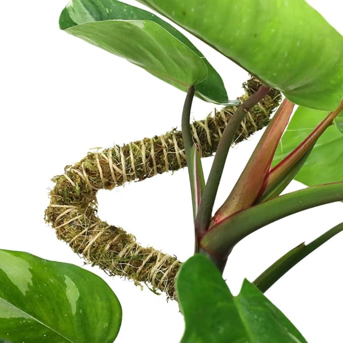 Mossify 16" Thin Bendable Moss Poles – 3-Pack | Flexible Plant Support Stakes for Climbing Plants, Vines, Monstera & Pothos | Natural Coconut Fiber Moss Stick for Indoor & Outdoor Use