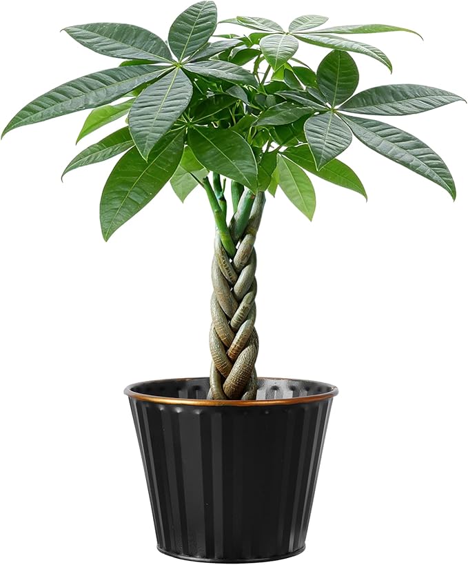 Sprout N Green Small Money Tree with 5 Lucky Braid, Live Plant with Black Metal Pot, Decoration for Indoor Home Office Tabletop Windowsill Side Table, Housewarming, 8-10" Tall