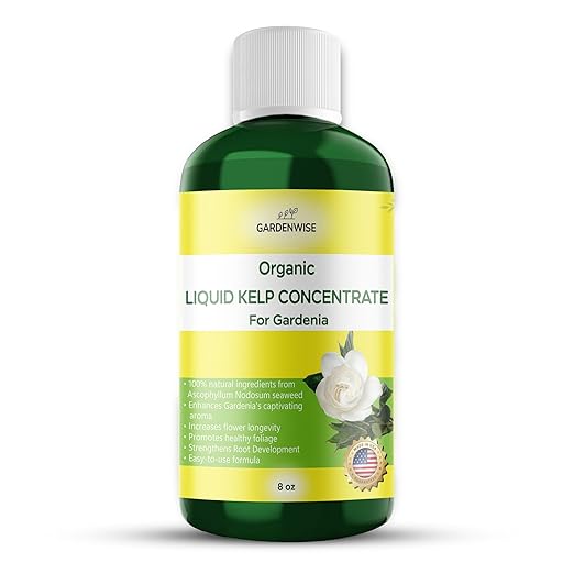 GARDENWISE Organic Premium Kelp Seaweed Fertilizer for Gardenia - Liquid Fertilizer - Liquid Plant Food - Nutrient-Rich Soil Enhancer - Natural Plant Food for Gardenia Plant (8 OZ)
