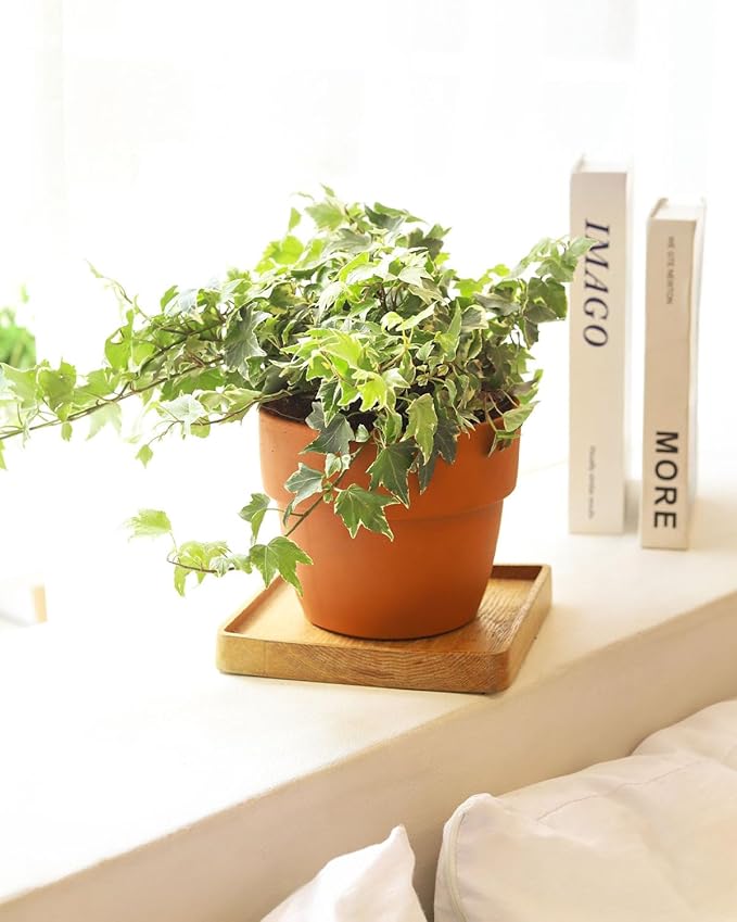Golden English Ivy (4 inch) - Air-Purifying Houseplants - 4/6 inch Unique Live Decorative Houseplants - Low-Maintenance Indoor Plants, House Warming Gift, Natural Air Purifier