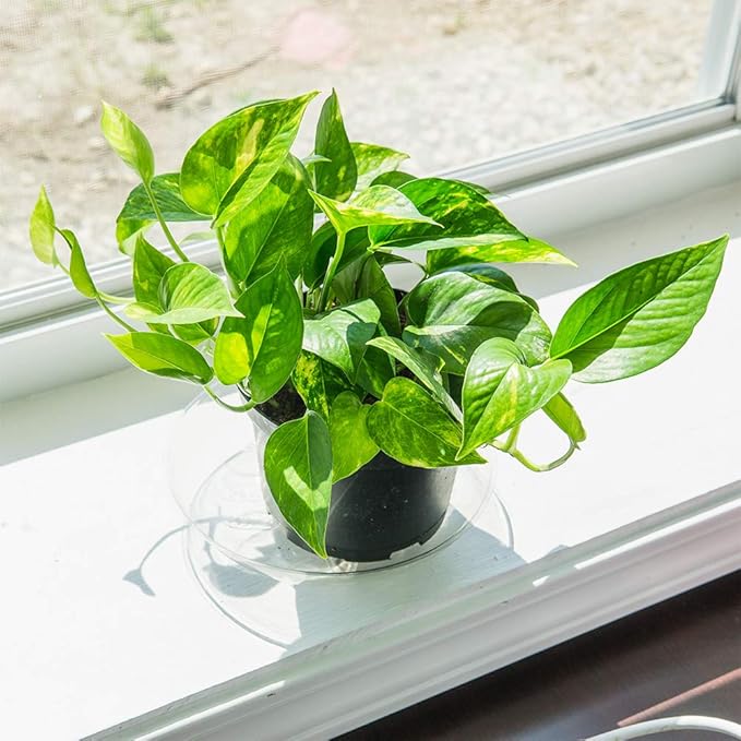 Perfect Plants Golden Pothos in 6 in. Grower's Pot | Epipremnum aureum Devil's Ivy | Easy Care Houseplant | Perfect for Low to Moderate Light Conditions | Air Purifying