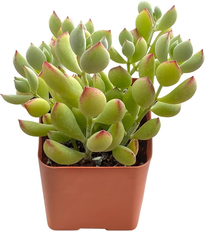 Sprout N Green Cotyledon Pendens, Live Mini Succulent Plant Fully Rooted in 2in Pot, Real House Plant for Home Office Wedding Decoration DIY Projects Party Favor, Keep Away from Pets