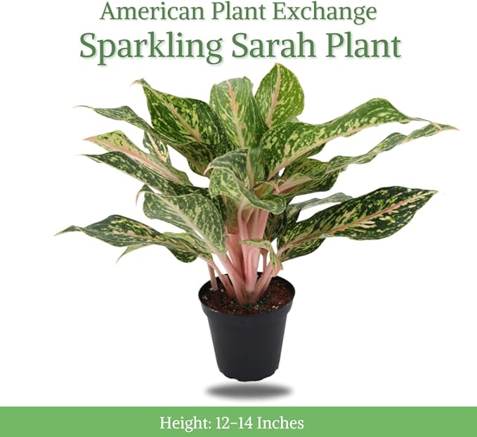 American Plant Exchange Aglaonema Sparkling Sarah – 6-Inch Pot – Live Air Purifying Chinese Evergreen Plant, Variegated Easy Care Foliage for Stylish Home or Office Decor