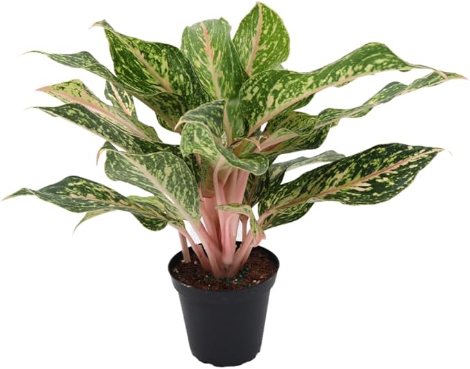American Plant Exchange Aglaonema Sparkling Sarah – 6-Inch Pot – Live Air Purifying Chinese Evergreen Plant, Variegated Easy Care Foliage for Stylish Home or Office Decor