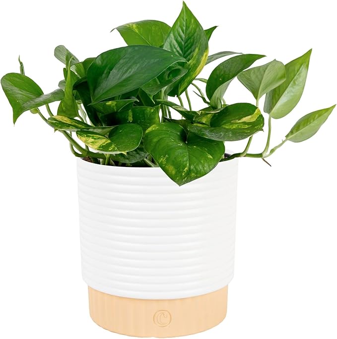 Costa Farms Golden Pothos Live Plant in Decorative Pot, Easy to Maintain, Air Purifying Indoor Houseplant, Home, Room, or Office Decor, Great House Warming or Birthday Gift, 12-14 Inches