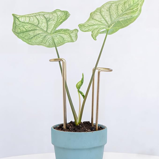 8.7 Inch Indoor Plant Trellis -10 Pack Small Gold Plant Supports for Outdoor Plants, Monstera Trellis Stakes & Stem Holders, Durable Iron Garden Flower Support for Young Plant Growth