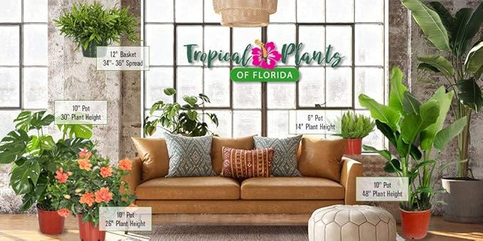 ZZ Plant Live Houseplant – Zamioculcas Zamiifolia in 6-Inch Nursery Pot – Easy Care Indoor Plant for Low Light – Air Purifying, Drought Tolerant – Overall Height 14" to 18"