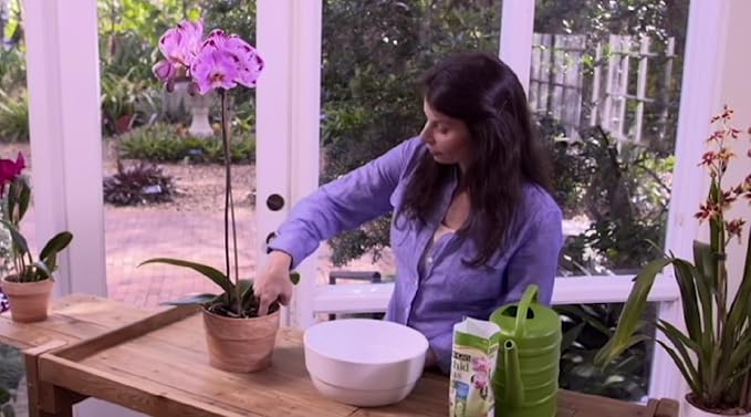 Better-Gro Phalaenopsis Mix - Premium Grade Phalaenopsis Potting Mix for Potting, Repotting, Enhanced Drainage, Air Flow & Root Ventilation, Ideal for Phalaenopsis Orchids - 8 Dry Quarts (Pack of 9)