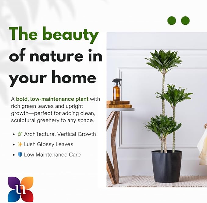 Dracaena Janet Craig Compacta Live Plant by United Nursery, 38–42 inches Tall in 10 inch Plant Pot, Indoor Outdoor House Plant, Easy Care Large Floor Plant for Office, Patio and Home Decor