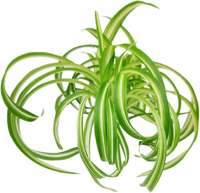 Curly Spider Plant 'Bonnie' (4 inch) - Air-Purifying Houseplants - 4/6 inch Unique Live Decorative Houseplants - Low-Maintenance Indoor Plants, House Warming Gift, Natural Air Purifier