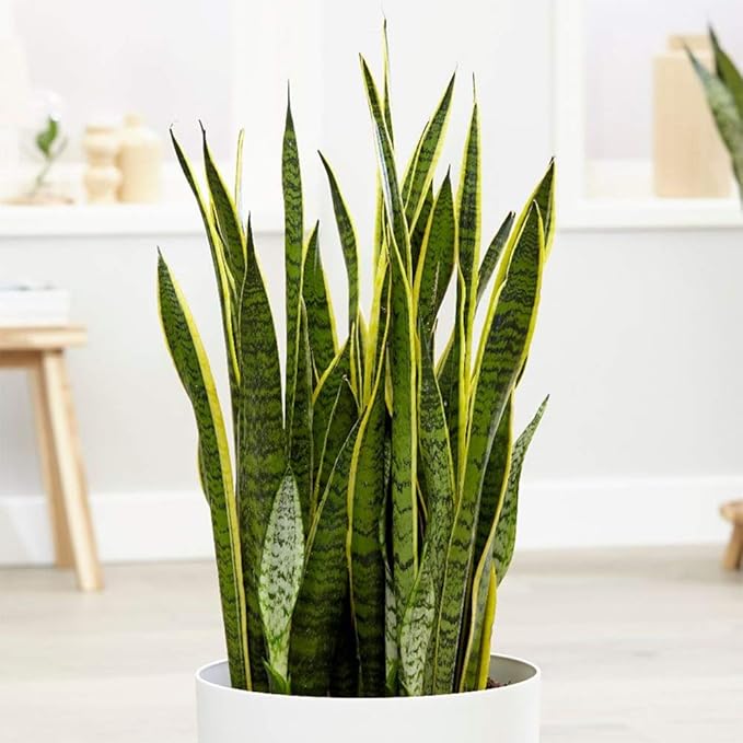 American Plant Exchange Snake Plant – Large 10-Inch Pot Yellow Sansevieria Laurentii, 2-3ft Tall, Low-Maintenance, Air-Purifying Live Houseplant for Home, Office, or Outdoor Patio Garden Décor