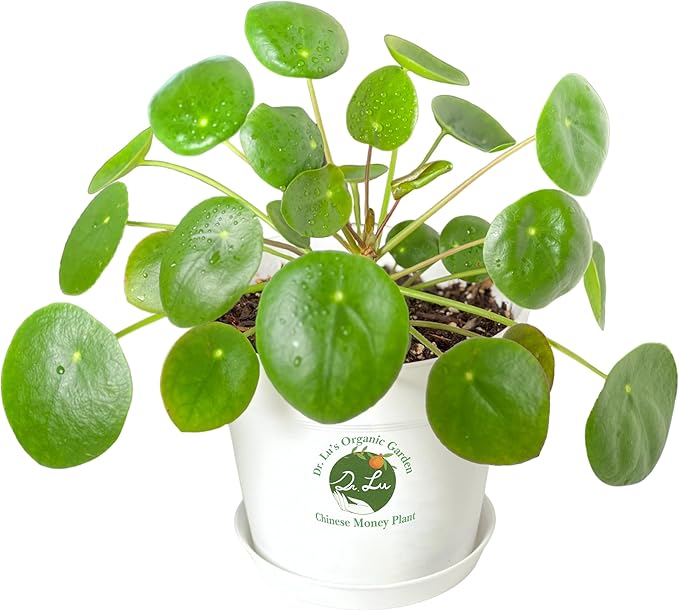 Dr. Lu’s Organic Chinese Money Plant (Pilea Peperomioides) | Rooted Friendship/UFO Plant | Rare House Plants for Good Fortune | Live Plants in 6'' Nursery Pot