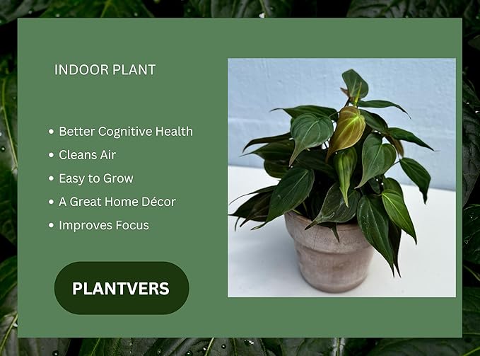 PLANTVERS Philodendron Mican in a 4" Grow Pot - Velvet Leaf Philodendron – Vining Indoor Plant – Easy Care Low Maintenance Houseplant – Low Light Trailing Indoor Plant