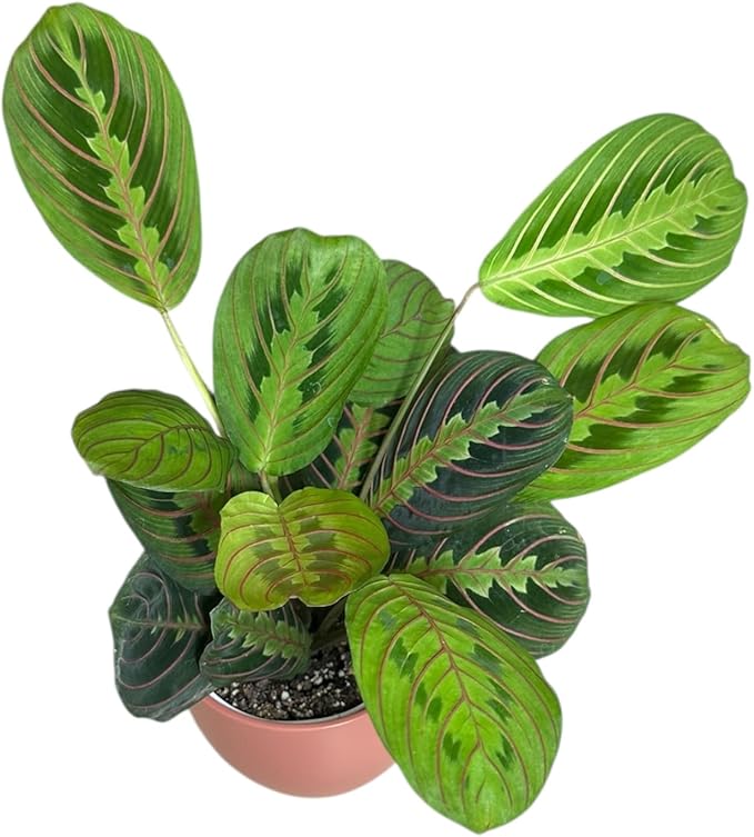 Live Plant, Red Maranta Prayer Plant, Pet Friendly, Air Purifying Plant, Easy Care, Easy to Grow Live Indoor Plant, Houseplant, Rare Indoor Plant, Home Décor 4.7 inch Pot (Coral)