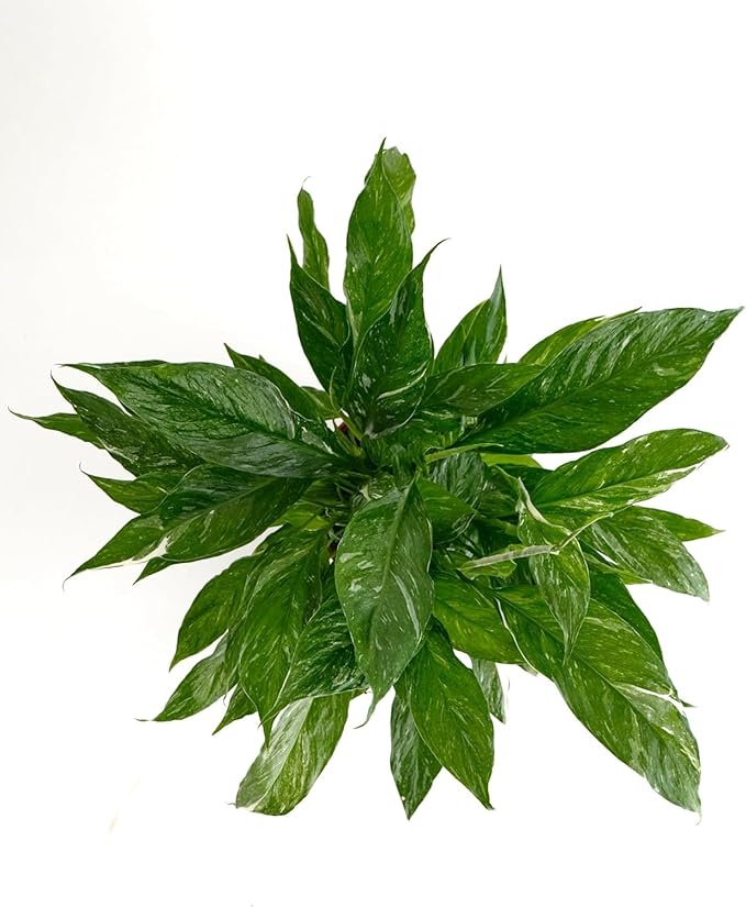 Shop Succulents Spathiphyllum Domino, Live Indoor Plant, Low Maintenance Peace Lily with Unique Variegated Leaves, Ideal for Home Decor, Office, and Room Enhancement, 6 Inch Nursery Pot
