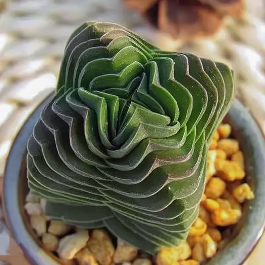 Sprout N Green Crassula cv. Buddha's Temple, Live Succulent Fully Rooted in 2" Pot with Soil Mix, Houseplant for Indoor Outdoor Home Office Wedding Decoration Party Favor, Pet Friendly, Easy to Care