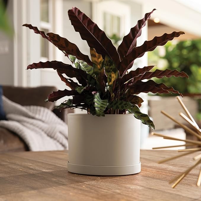 Bloem Mathers 6" Pebble Stone Round Modern Resin Garden Planter Pot with Drainage Holes and Removable Saucer Tray Included