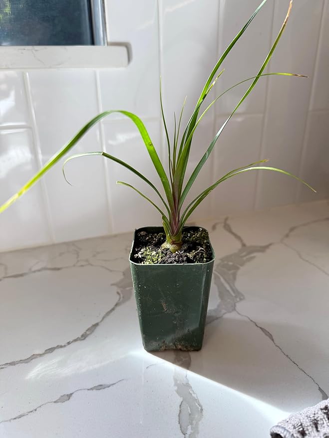 Ponytail Palm (Beaucarnea Recurvata) Live Indoor House Plant in 2-Inch Pot – Low Maintenance, Air-Purifying Plant (3)