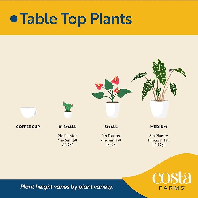 Costa Farms White Bird of Paradise (2-Pack) Live Indoor Plants, 16-24 Inches Tall in Grower Pots | Strelitzia nicolai, Easy Care Real Tropical Houseplants for Home or Office Decor