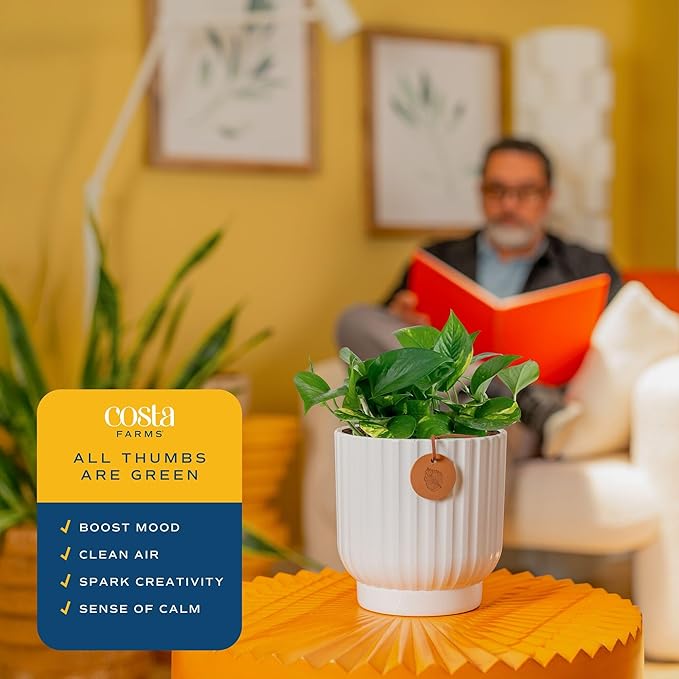 Costa Farms Golden Pothos Live Plant, Devil's Ivy in Decorative Pot, Easy to Maintain, Air Purifying Indoor Houseplant, Home, Room, or Office Decor, House Warming or Birthday Gift, 12-14 Inches Tall