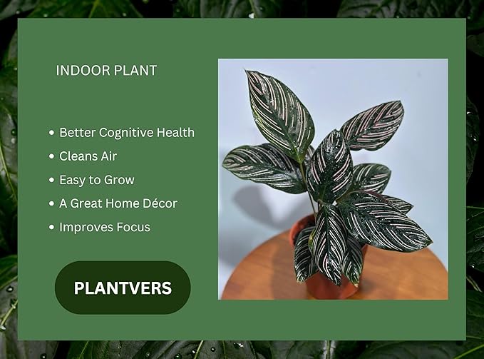 PLANTVERS Live Calathea Plant – Easy Care & Low Maintenance Tropical Houseplant – Air Purifying Indoor Plant for Low Light & Home Décor (Calathea Ornata Pinstripe 4" Grow Pot, 4" Grow Pot)