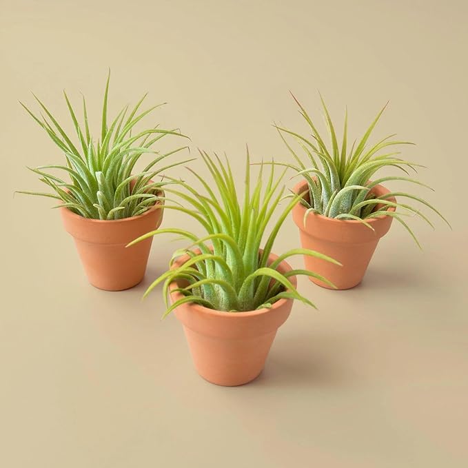 Air Plants Live Variety Pack - Pack of 3 Live Air Plants - Tillandsia Live Plants Assorted - Air Purifying Plant - California Seller