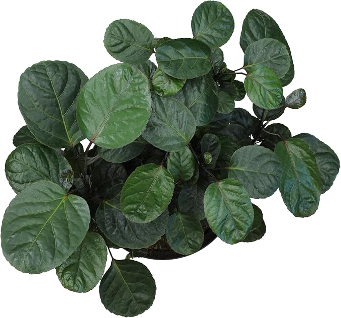 Rare Live Aralia 'Fabian Stump' in 8" Grower Pot, Unique Houseplants, Exotic Foliage for Home or Office, Air Purifying Easy Plant to Grow for Beginners by Plants for Pets