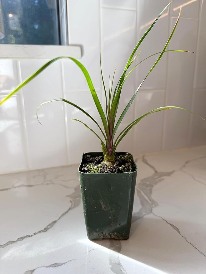 Ponytail Palm (Beaucarnea Recurvata) Live Indoor House Plant in 2-Inch Pot – Low Maintenance, Air-Purifying Plant (2)