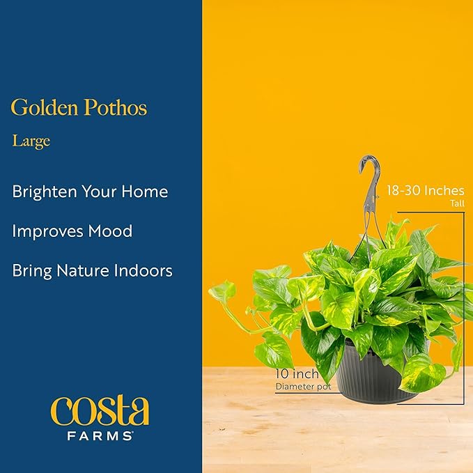 Costa Farms Golden Pothos Live Plant, 10-Inch Hanging Basket, Large Devil's Ivy Trailing Indoor Houseplant, Low Light Easy Care, Boho Home Decor, Housewarming Gift