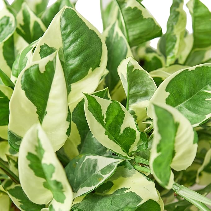 Pothos N'Joy Live Plant - Epipremnum aureum 'n'joy' - Variegated Devil's Ivy - Air Purifying Houseplant - Perfect Live Plant Gift - CA Seller (4" Nursery Pot)
