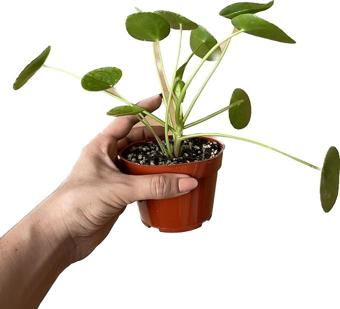 Chinese Money Plant Live - Pilea peperomioides Live Plant | Easy Care Indoor Houseplant | Air Purifying | 4-Inch & 6-inch Pot Available | California Seller (4" Pot, One Small Plant)