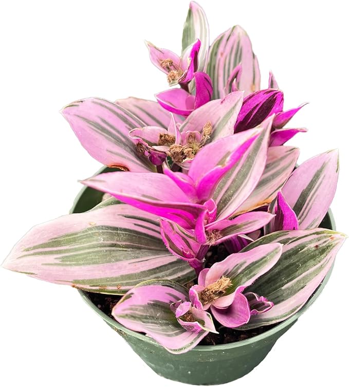 4" Live Succulent Plants Tradescantia Nanouk, Easy Care Potted Succulents, Indoor Houseplant, Unique Gifts, Home Office Décor