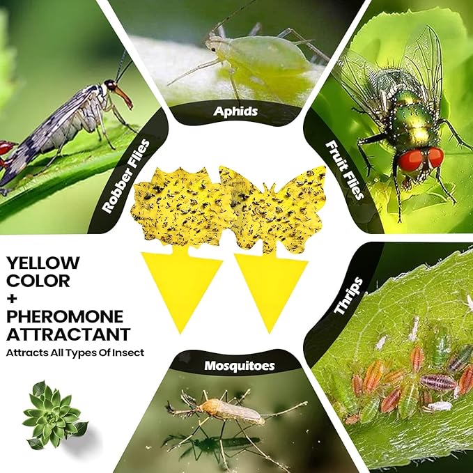 Fruit Fly Trap for Indoors Fungus Gnat Killer Indoor Sticky Traps for Mosquito and Flying Insects Yellow Sticky Paper Sheets 30 Pack Succulents