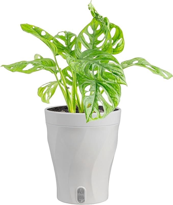 Costa Farms Little Monstera Plant, Easy to Grow Houseplant, Live Indoor Plant Potted in Cute Garden Plant Pot, Potting Soil, Housewarming Gift, Home, Office, and Tropical Room Decor, 12-Inches Tall