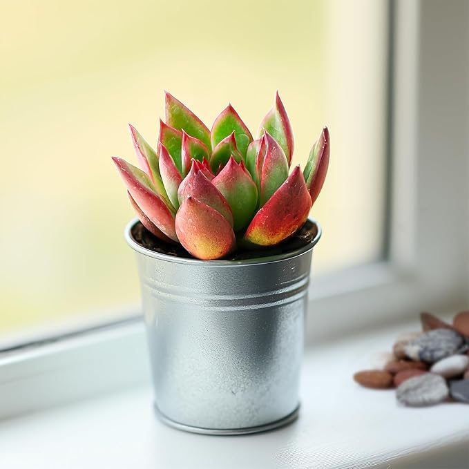 Live Succulent Echeveria Agavoides Horse, 2 Inch Fully Rooted Potted Plant, Easy Care & Drought Tolerant, Indoor Houseplant for Home Decor