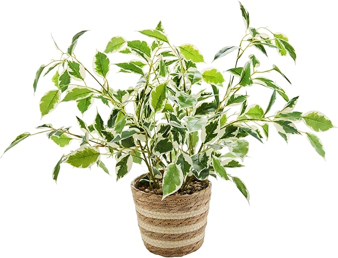 19" Variegated Ficus Artificial Potted Plant in Striped Woven Basket Lifelike Indoor Fake Plant for Shelf Table Apartment Boho Home Decor
