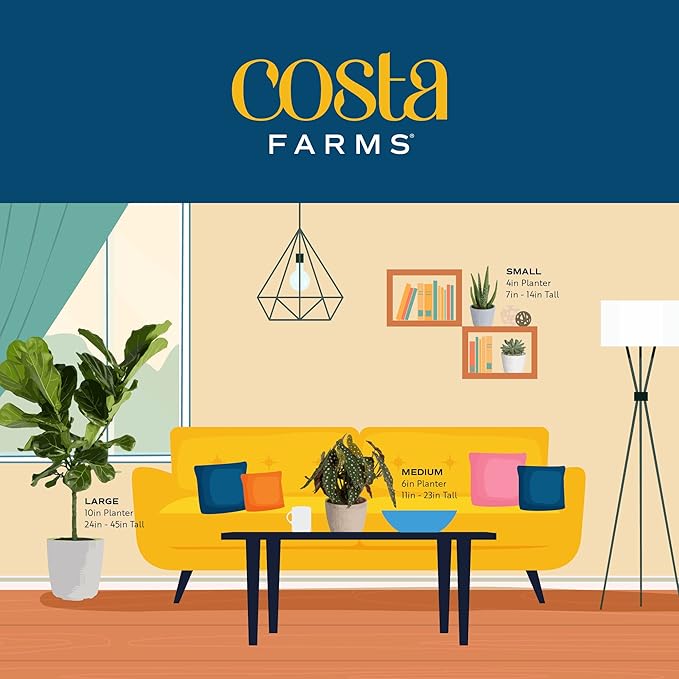 Costa Farms Mini Succulent Live Plant, Easy to Grow Echeveria Succulent in Cute Pot, Tabletop Succulents Room Decor, Housewarming, 4-Inches Tall | Valentines Day Gift | Valentines Day Decoration