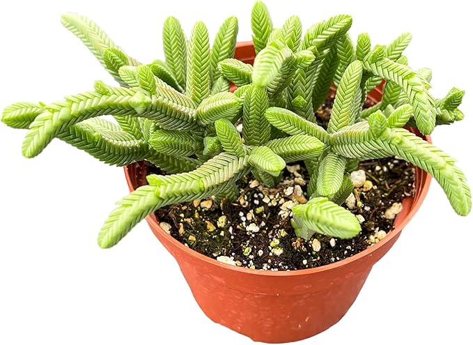Live Succulent Plants Green Pagoda Mini Jade, Easy Care Potted Succulents in 4" Pots, Indoor Houseplant, Unique Gifts, Home Office Décor