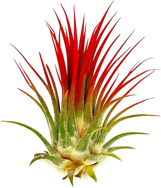 ragnaroc Air Plants - Tillandsia Ionantha, Regular 2-3" - 1ct - Organically Enhanced Color - Live Arrival Guaranteed - House Plants for Home Decor & Gift, Jule Red