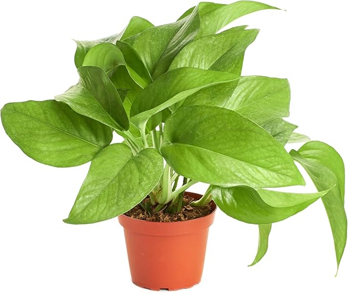 Shop Succulents | | Pothus 'Devil's Ivy' Naturally Air Purifying, Easy Care, Live Indoor House Plant in 4" Grow Pot, 4" Grower, Pothos