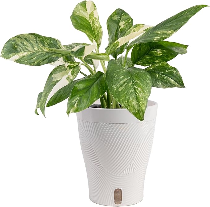 Costa Farms Monstera Lechleriana Albo Live Plant in Self Watering Pot, Air Purifying Indoor Houseplant, Home, Room, or Office Decor, House Warming or Birthday Gift, 12-14 Inches Tall