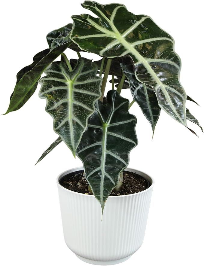 Altman Plants 'Polly' Alocasia Live Plant Decor in 6 Inch White Plastic Plant Pot, Elephant Ear Plant Gift & Desk Plant, Easy Plant & Indoor Plant, Air Purifying Plants in Indoor Potting Soil Mix