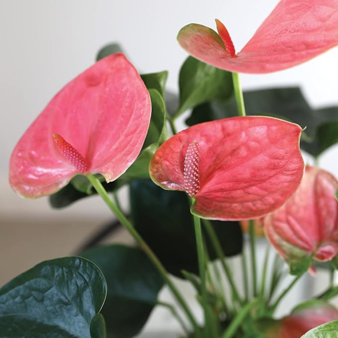 Green Circle Growers 5" Pink Anthurium in Cream Jute Pot, Live Indoor Plants, House Plant
