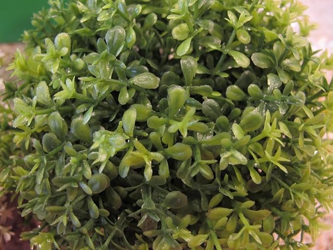 Opps Mini Artificial Plants Plastic Fake Green Grass Flower Topiary Shrubs with Gray Pot for Home Décor – Set of 3 (Green Single)