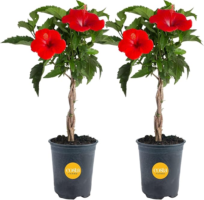 Costa Farms Live Braided Hibiscus Tropical Tree (2-Pack), 20-Inches Tall, Red/Assorted Flowering Outdoor Plants in Easy Grower Pots, Perfect for Patio, Deck, or Garden Decor