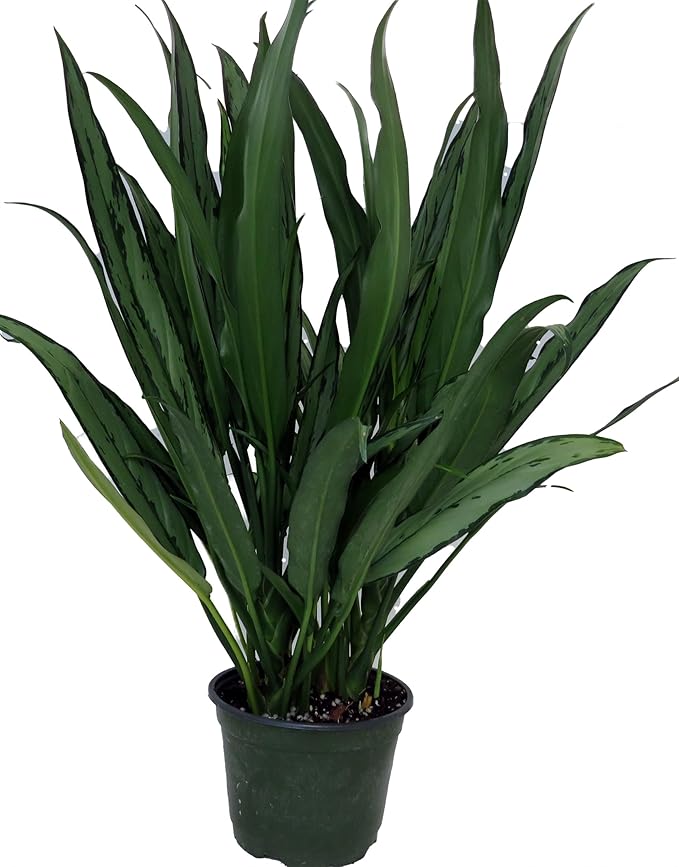 Cutlass Chinese Evergreen Plant - Aglaonema - Low Light - 6" Pot